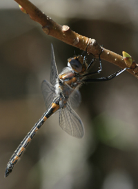 Uhler's Sundragon